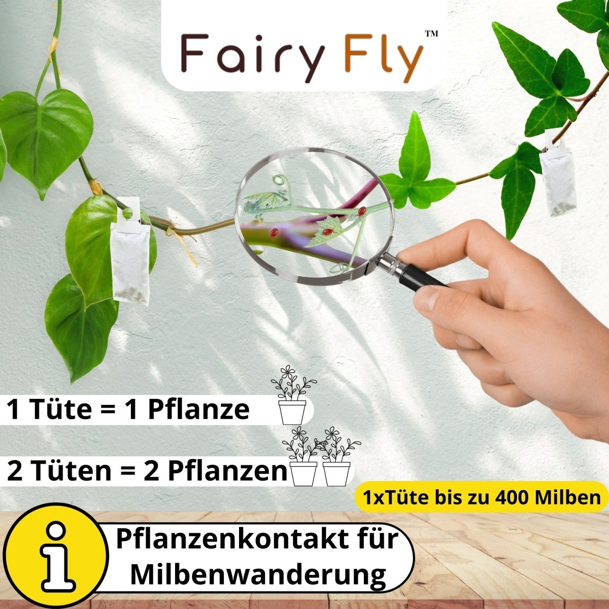 Raubmilben Mix gegen Thripse & Spinnmilben - FairyFly